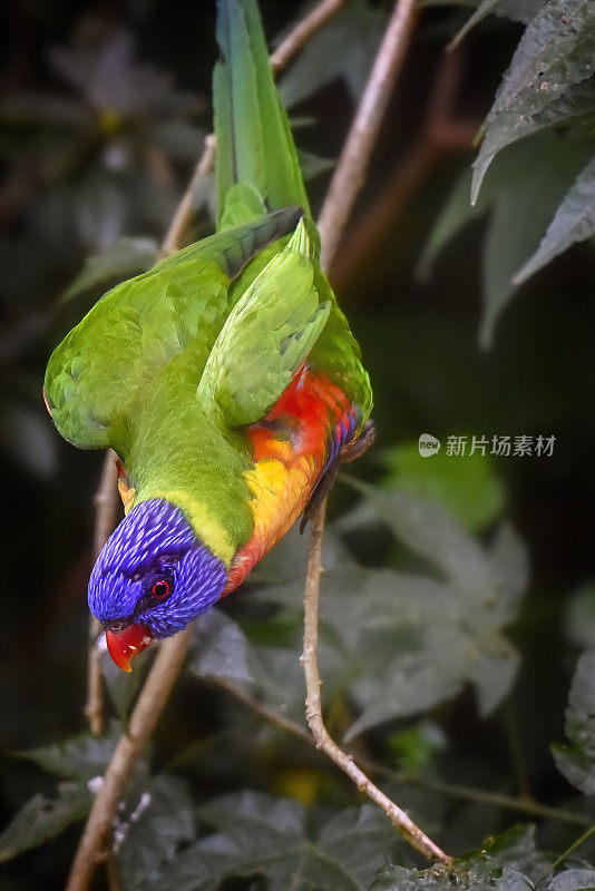 饥饿彩虹鹦鹉(Trichoglossus moluccanus)